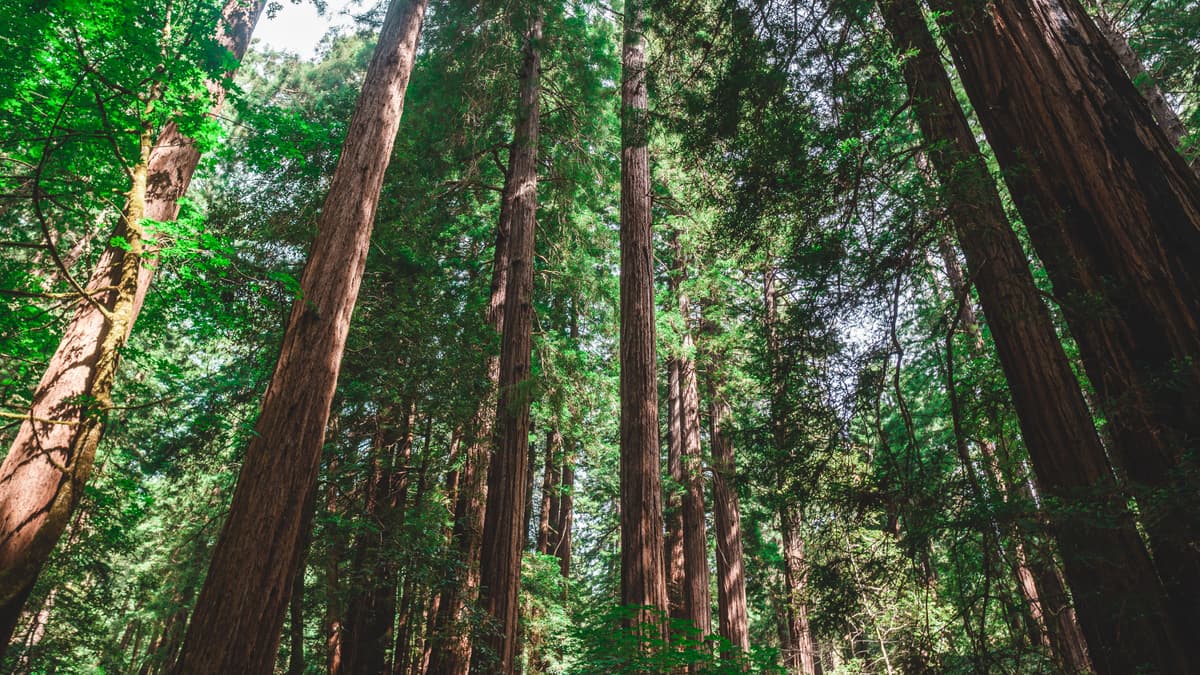 Low-angle view of trees